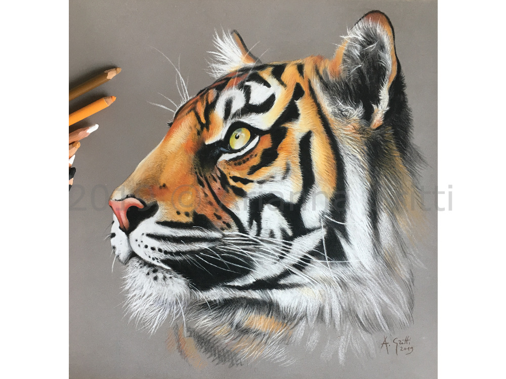 Tigre - Wildlife art - Arianna Gritti