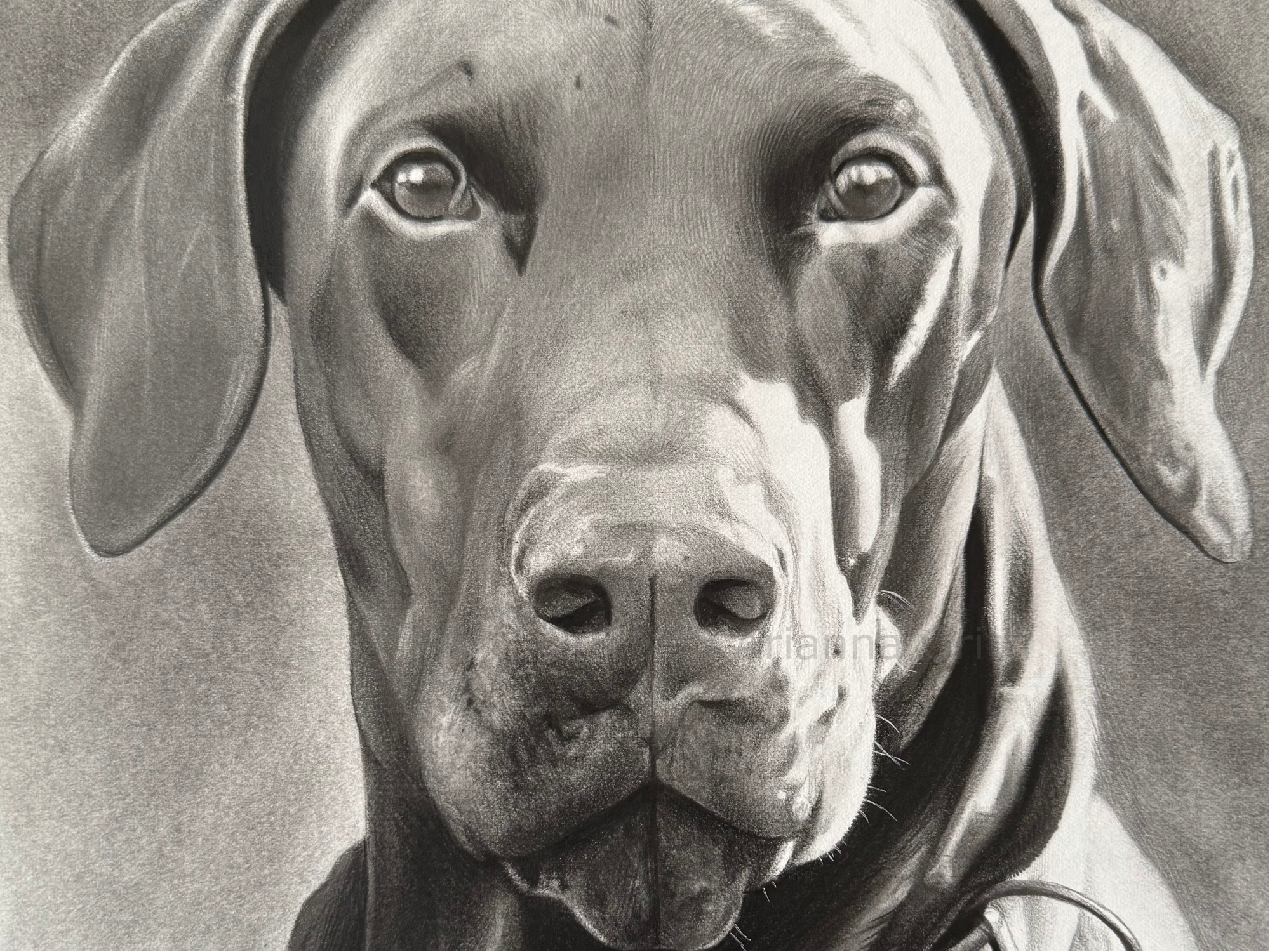 Arianna Gritti - Ritratti di animali - Cacao