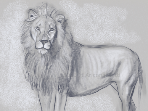 Arianna Gritti - Studi e schizzi - Leone in digital art