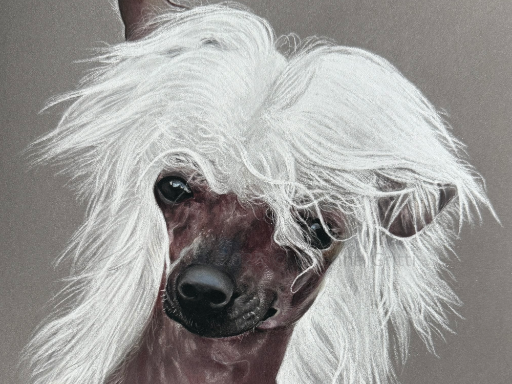 Arianna Gritti - ritratti di animali - Jolie