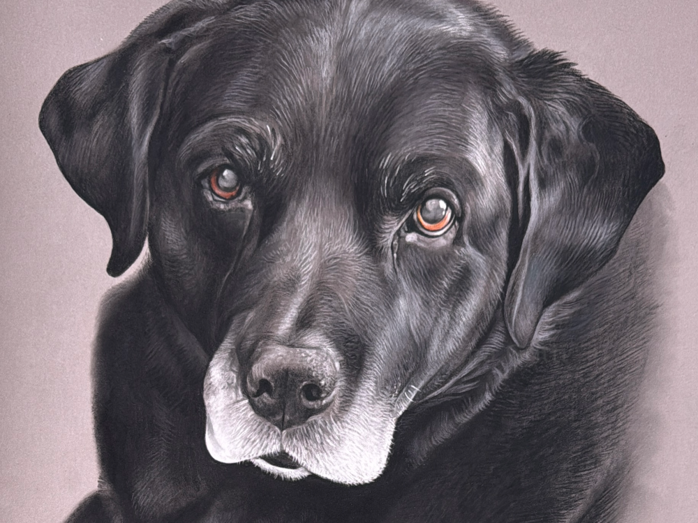 Arianna Gritti - ritratti di animali - Bolt