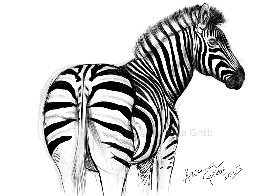 Arianna Gritti - studi e schizzi - zebra