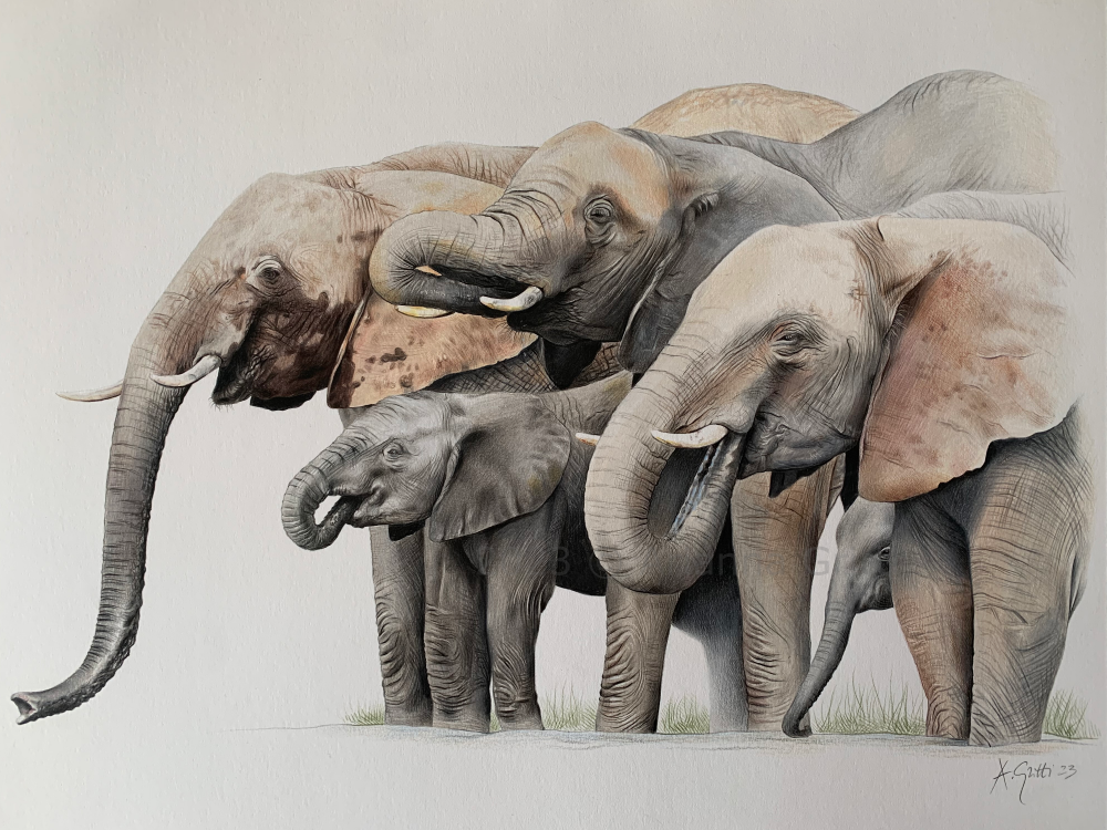 Arianna Gritti - Elefanti - Wildlifeart 