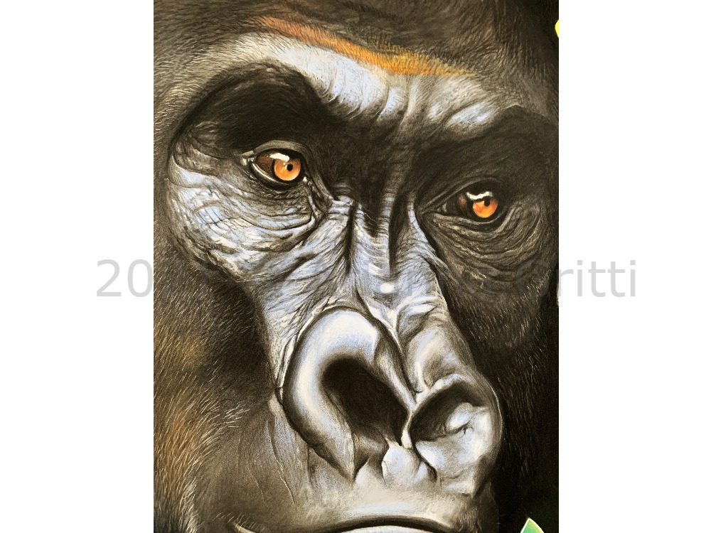 Arianna Gritti - Wildlife art - Congo particolare